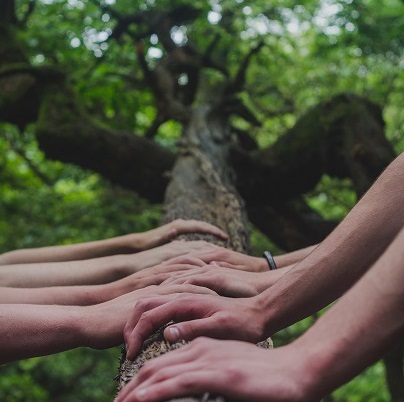 Hände an einem Baum